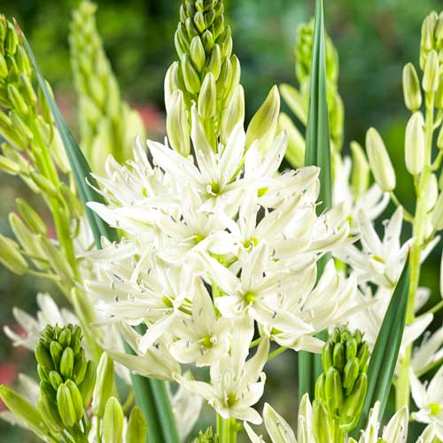 Камассия Лейхтлина Альба артикул фото 1 Камассия Лейхтлина Альба рисунок 1 артикул 67318