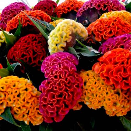 Целозія Корал Гарден, насіння зображення 1 артикул 70118