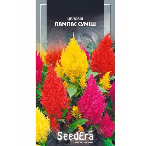 Целозія периста Пампас, суміш забарвлень Seedera артикул фото 1 Целозія периста Пампас, суміш забарвлень Seedera зображення 1 артикул 66295