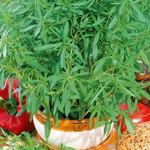 Чабер городній, насіння артикул фото 1 Чабер городній, насіння зображення 1 артикул 66546