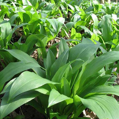 Черемша Seedera рисунок 1 артикул 66527