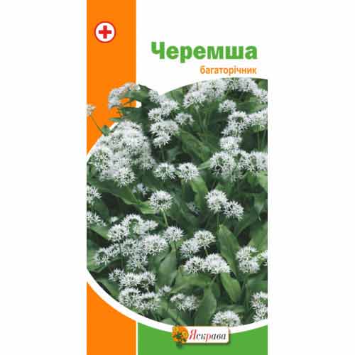 Черемша Яскрава, насіння зображення 1 артикул 87543