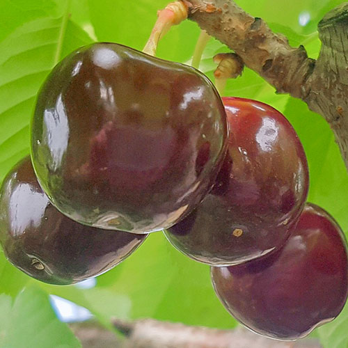 Черешня Бычье сердце рисунок 1 артикул 7026