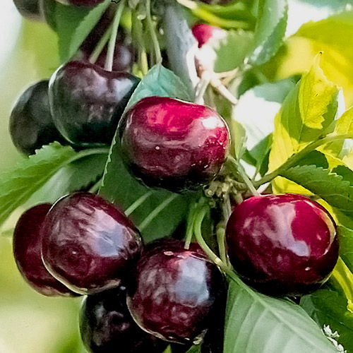 Черешня Черная Сладость рисунок 1 артикул 7461