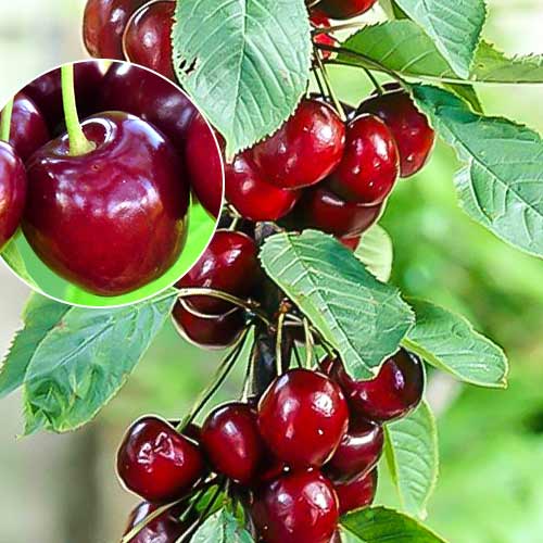 Черешня колоновидная Хелена рисунок 1 артикул 1925