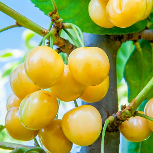 Черешня колоновидная желтая рисунок 1 артикул 1974