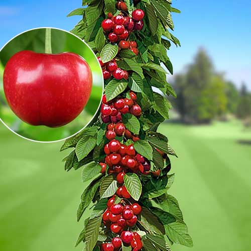 Черешня колоновидная Сильвия рисунок 1 артикул 1924