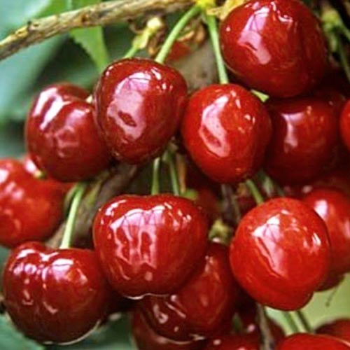 Черешня великоплідна чорна зображення 1 артикул 7458