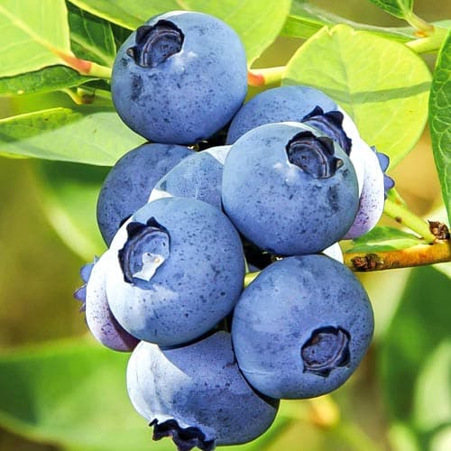 Черника садовая Блю Стар рисунок 1 артикул 9282