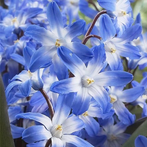 Хионодокса Блю Гигант рисунок 1 артикул 67321