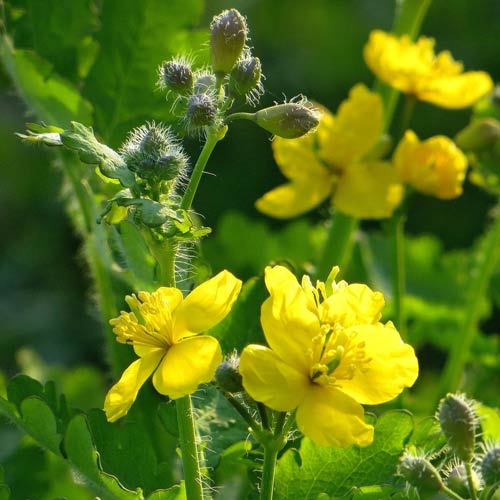 Чистотіл Білосніжка артикул фото 1 Чистотіл Білосніжка зображення 1 артикул 72674