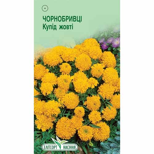 Чорнобривці Купід жовті Елітсорт артикул фото 1 Чорнобривці Купід жовті Елітсорт зображення 1 артикул 85971