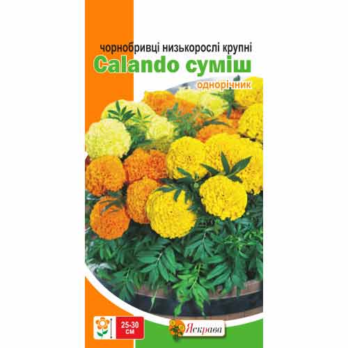 Чорнобривцi низькі Calando, суміш забарвлень Яскрава зображення 1 артикул 99810