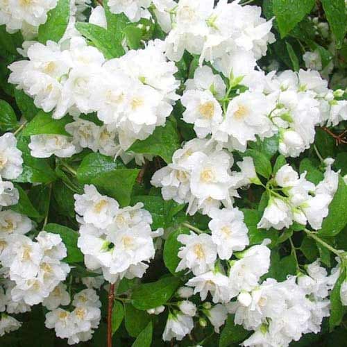 Жасмин Монт Бланк зображення 1 артикул 9108