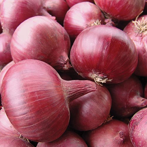 Цибуля ріпчаста Вікторія Імперія насіння зображення 1 артикул 96223