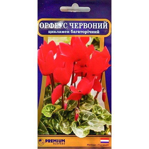 Цикламен Орфеус красный Яскрава рисунок 1 артикул 90861