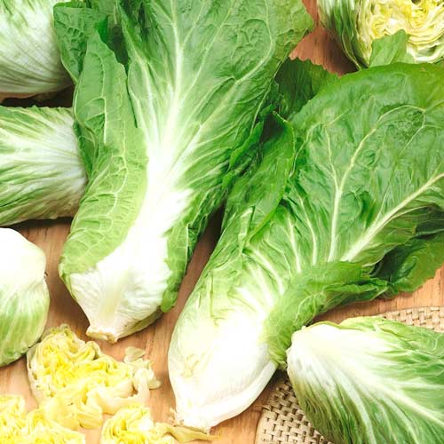 Цикорій листовий Міланський Seedera артикул фото 1 Цикорій листовий Міланський Seedera зображення 1 артикул 66526