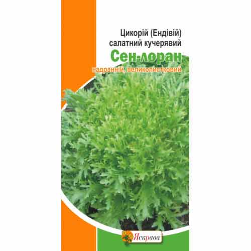 Цикорій салатний кучерявий Сен-Лоран Яскрава зображення 1 артикул 87542