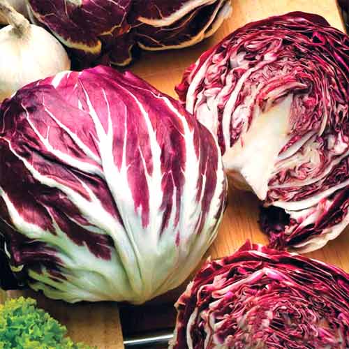 Цикорій салатний Ред Бол зображення 2 артикул 65505