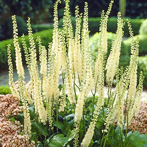 Циміцифуга серцелиста зображення 1 артикул 70367