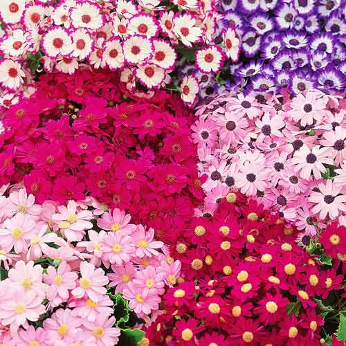 Цинерария Амиго, смесь окрасок артикул фото 1 Цинерария Амиго, смесь окрасок рисунок 1 артикул 72662