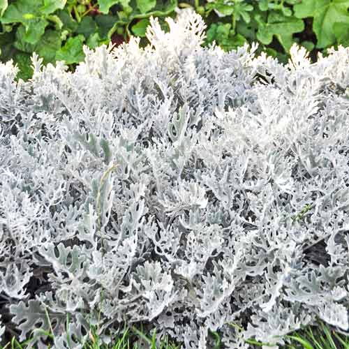 Цинерария приморская Серебряная пыль, семена рисунок 1 артикул 66150