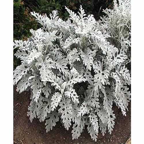 Цинерария Сильверадо Садиба центр рисунок 1 артикул 87644