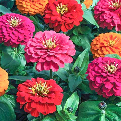 Цинія Сахара F1, суміш забарвлень зображення 1 артикул 72668