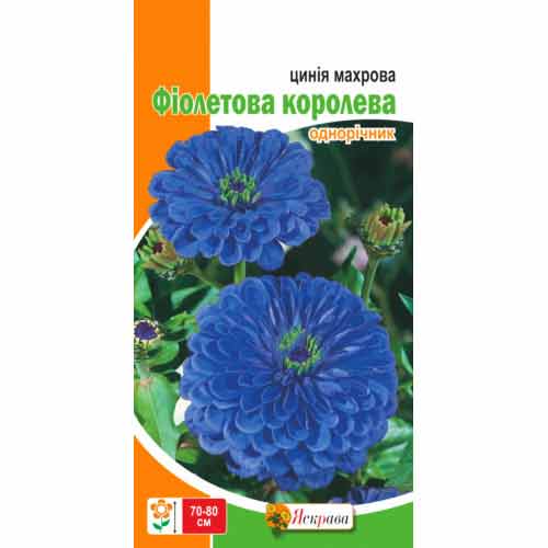 Цинния махровая Фиолетовая Королева Яскрава артикул фото 1 Цинния махровая Фиолетовая Королева Яскрава рисунок 1 артикул 77130