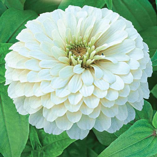 Цинія Ісполін білий, насіння зображення 1 артикул 66914