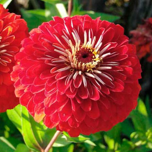 Цинія Ісполін червоний, насіння зображення 1 артикул 66916