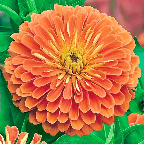 Цинія Ісполін лососевий, насіння зображення 1 артикул 66917