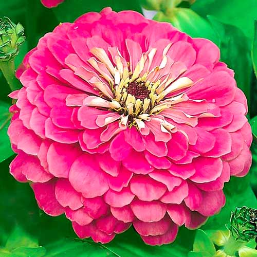 Цинія Ісполін малиновий, насіння зображення 1 артикул 66918