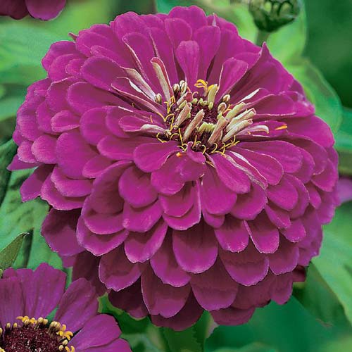 Цинія Ісполін пурпуровий, насіння зображення 1 артикул 66919