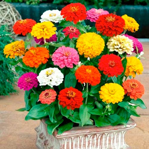 Цинія витончена карликова Пепіто, суміш насіння зображення 1 артикул 65446