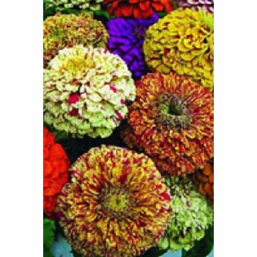 Цинiя махрова Пепермінт, сумiш забарвлень Яскрава артикул фото 1 Цинiя махрова Пепермінт, сумiш забарвлень Яскрава зображення 1 артикул 90451