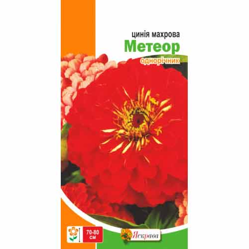 Цинния махровая Метеор красная Яскрава артикул фото 1 Цинния махровая Метеор красная Яскрава рисунок 1 артикул 77125