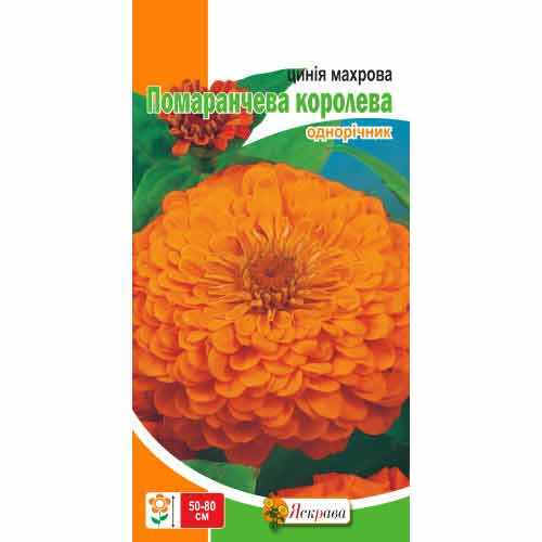Цинния махровая Оранжевая Королева Яскрава рисунок 1 артикул 77127