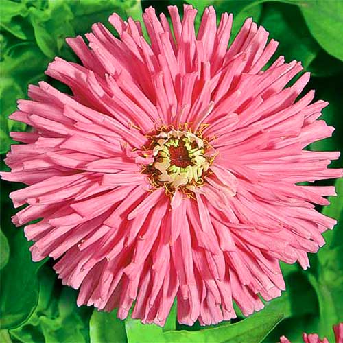 Цинния Сеньорита, семена рисунок 1 артикул 66921