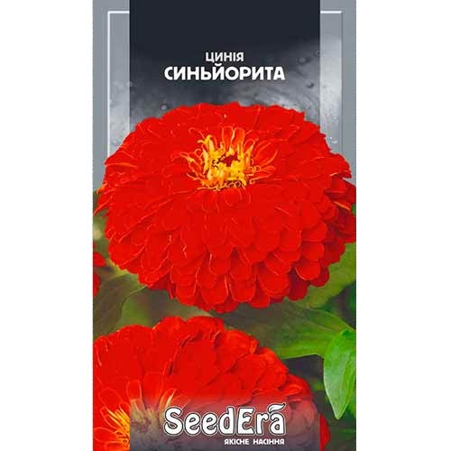 Цинния Синьорита Seedera рисунок 1 артикул 77122