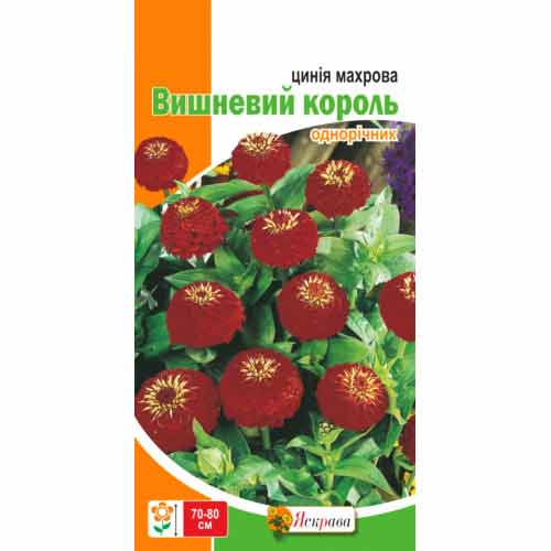 Цинния махровая Вишневый король бордовая Яскрава рисунок 1 артикул 77123