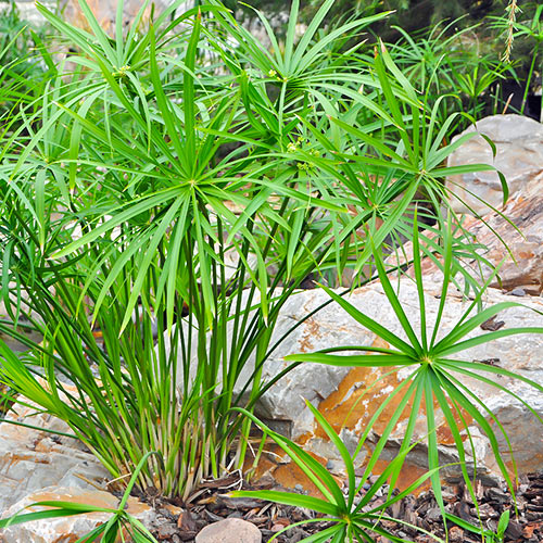 Циперус, семена рисунок 1 артикул 77156