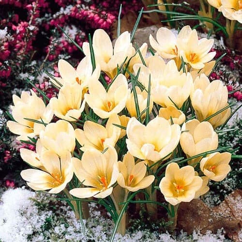 Крокус Cream Beauty артикул фото 1 Крокус Cream Beauty зображення 1 артикул 67328