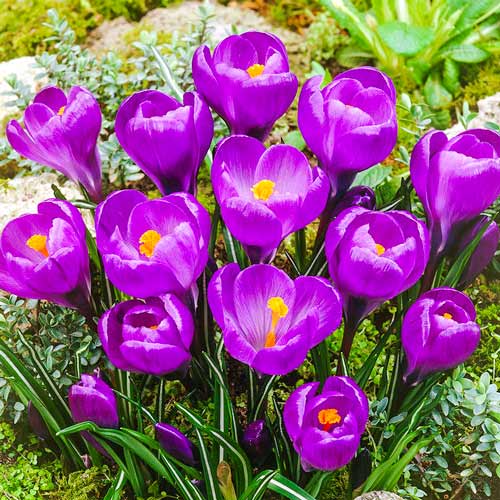 Крокус Flower Record артикул фото 1 Крокус Flower Record зображення 1 артикул 67330