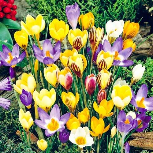 Крокус ботанічний, мікс зображення 1 артикул 67333