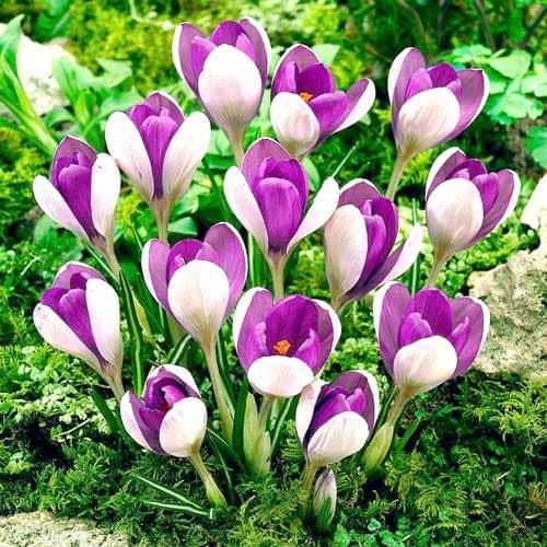 Крокус Вангуард, луковицы рисунок 1 артикул 67343