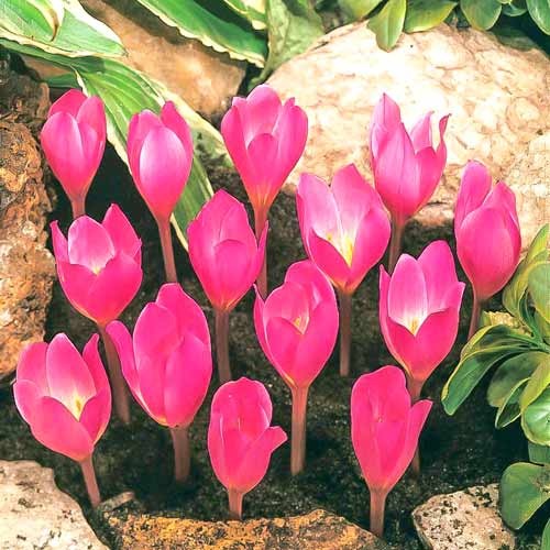 Крокус Zonatus зображення 1 артикул 67345