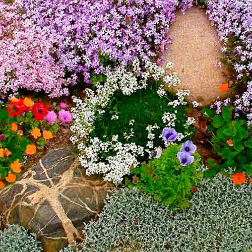 Квіткова суміш Рокарій, насіння зображення 1 артикул 70115