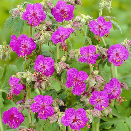 Герань балканская артикул фото 1 Герань балканская рисунок 1 артикул 01325