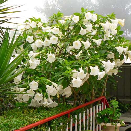 Датура индийская белая, смесь окрасок артикул фото 1 Датура индийская белая, смесь окрасок рисунок 1 артикул 66263